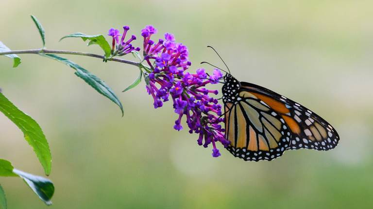 Monarch butterfly on a purple flower. 